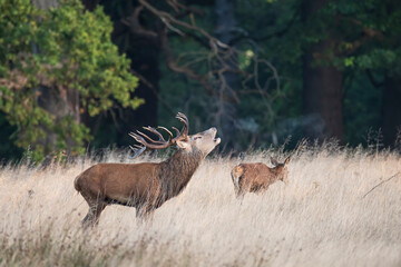 Stunning photo of Red Deer Cervus Elaphus in Autumn sunrise landscape with golden sun glow during annual rut