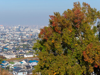 赤く色付きはじめた山の樹木と街の風景
