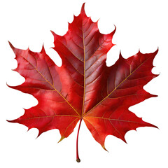 Red maple leaf isolated on transparent background, png