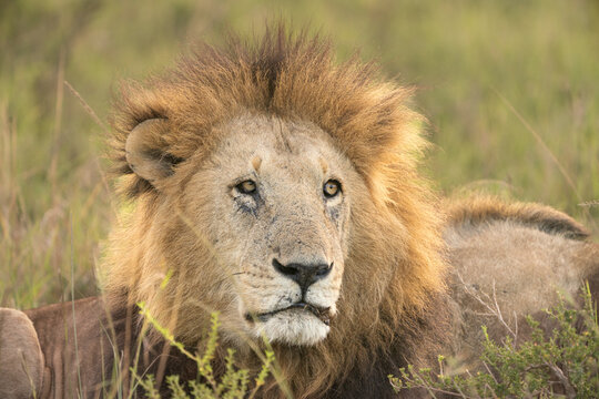 Lion up close