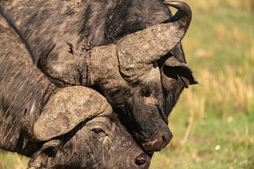 Incredible tenderness