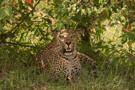 Leopard hidden in the shadows