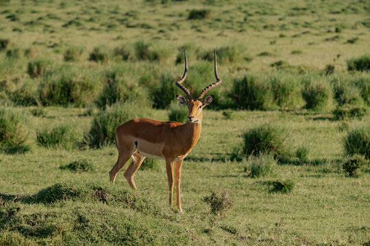Male impala on watch