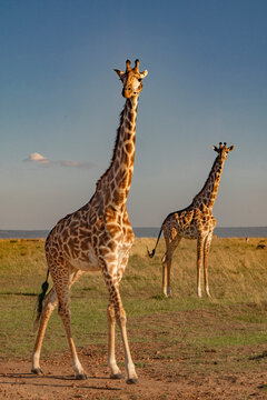 Fototapeta 2 kenyan giraffes