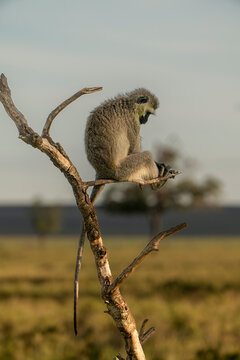 Monkey's hard thoughts