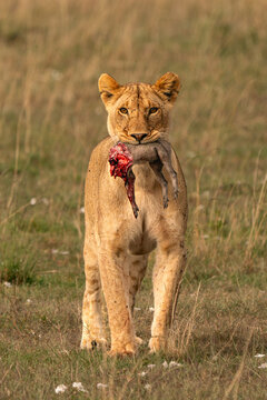 Lioness and her kill