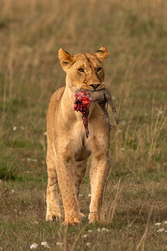 Lioness and her kill