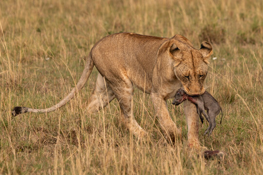 Lioness and her kill