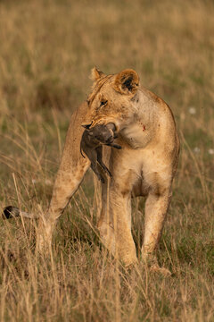 Lioness and her kill