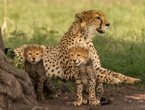 Cheetah mun abd cubs