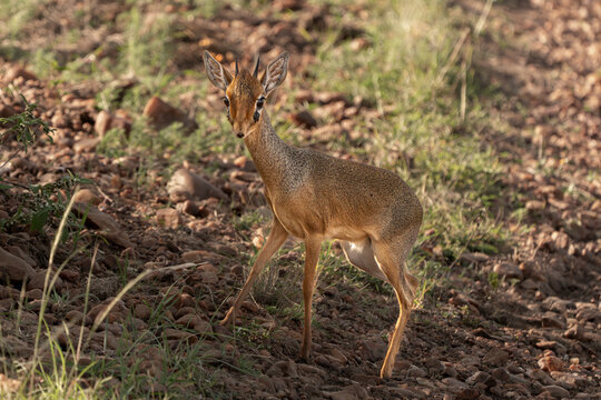 African  smallest antilope, the dick-dick