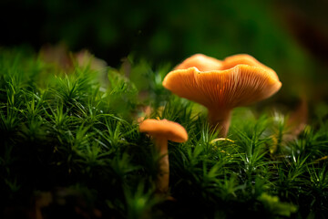 Mushrooms in an autumn forest with a green background - obrazy, fototapety, plakaty