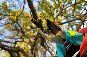 Cutting branches on apple tree use Garden pruning shears. Trimming tree branch in rural garden....