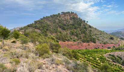 Farm field in Mountains. Rural landscape. Orange Farm field in  mountains. Olive trees plantage on farm land. Crops Cultivation in countryside. Spain Mountains landscape with mandarine plantation. .