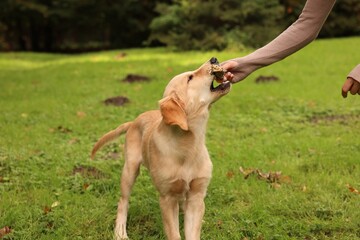 Woman playing with adorable Labrador Retriever puppy on green grass in park, closeup