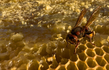 Hornet destroys bee hive. Bee on honey comb. Hornets pests. Thick honey dripping from honeycomb. Stream of golden thick honey flowing down on honeycombs. Beekeeping, Honeycomb close up..