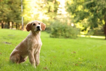 Cute Labrador Retriever puppy sitting on green grass in park, space for text