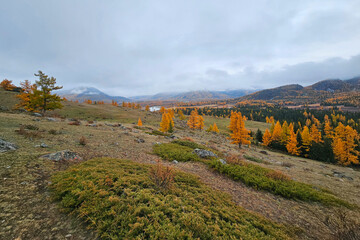 Romantic fall in Altai region. Larch season is the best with beautiful views. Picturesque traveling, seasonal and nature beauty concept scene.