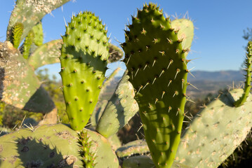 Cactus in mountains. Green cactus field landscape. Cactuses with yoke in Spain rural. Cacti in a rock mountain field. Cactuses in nature. Cactus closeup green background. Green plant in Texas, Arizona