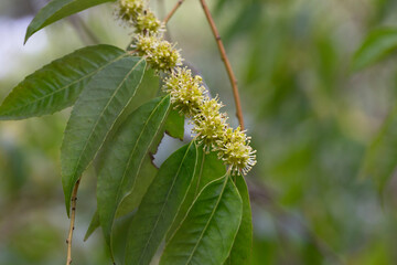 Flowers Blossoming Tree Linden Tree, Spring
