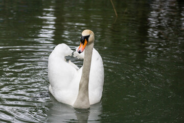 Naklejka premium White Swan on the Lake. Mute Swan (Cygnus olor) gliding across the Lake at sunset.