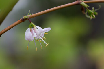 macro closeup beautiful white yellow blooming Lonicera fragrantissima , winter honeysuckle sweet breath spring