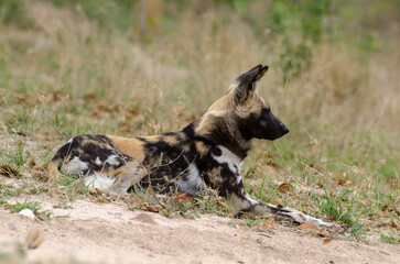 Lycaon, Lycaon pictus, Afrique du Sud