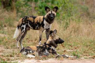 Fototapeta premium Lycaon, Lycaon pictus, Afrique du Sud
