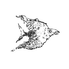 Ink illustration from sketchbook with a bird, crow. Graphic original interesting art. Can be used for background, print, tattoo, graphic element, icon, logo. Hand drawn art. - 672637177