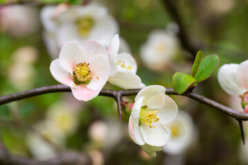 Close up many delicate white blossoms of white Chaenomeles japonica shrub, commonly known as Japanese or Maule's quince