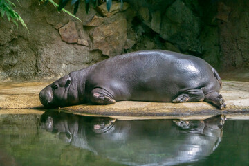 Relaxing hippopotamus with reflection in water . Hippo sleeping on stone shore. Lying hippopotamus on stone background near water.