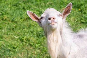 Funny portrait of white goat in green meadow background. Curious goat looking at camera.