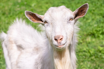 Portrait of white goat on grass background. Curious goat looking at camera.