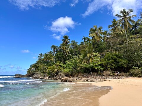 tropical wild beach with palm trees