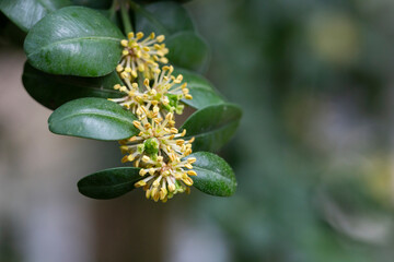 Blooming boxwood. Buxus sempervirens with yellow flowers. Yellow Buxus flowers