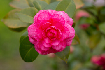 Middlemist Camelia-The rare plant, brought to Britain from China, Camellia of rare pink color, spring floral background
