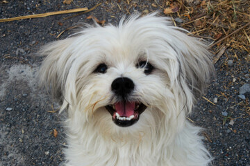 Cute long-haired white dog.