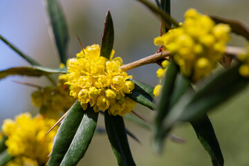 Japanese barberry. Yellow flowers. Berberis thunbergii. Flowering of Thunberg's barberry. Japanese or red barberry yellow flowers in spring.