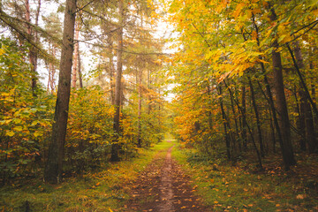 Obraz premium Colourful autumn forest in Hoge Kempen National Park, eastern Belgium during sunset. A walk through the wilderness in the Flanders region in November