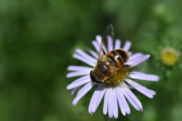 Biene auf einer Glattblatt-Aster