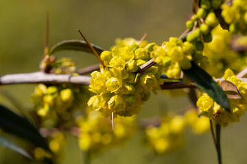 Japanese barberry. Yellow flowers. Berberis thunbergii. Flowering of Thunberg's barberry. Japanese or red barberry yellow flowers in spring.