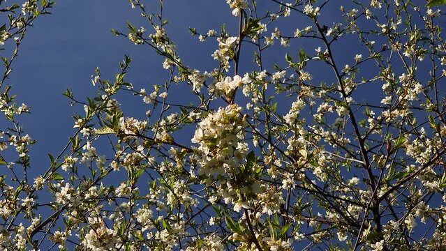 Closer look of the cherry blossom tree in the garden outside during the spring in Estonia