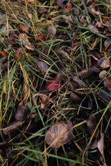 dry red and brwon leaves fruit trees fallen on the grass