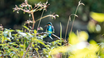 heroische Aufnahme eines Eisvogels von hinten durch dichtes Ge&auml;st hindurch, Verdecktes Foto von einem Eisvogel
