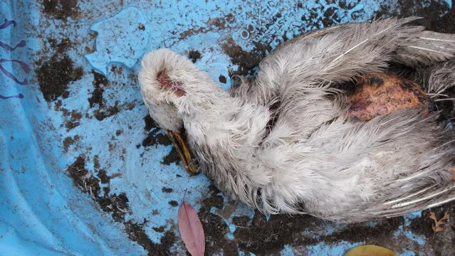 White duck corpse lying in the blue container after animal die in the outdoor large enclosure.