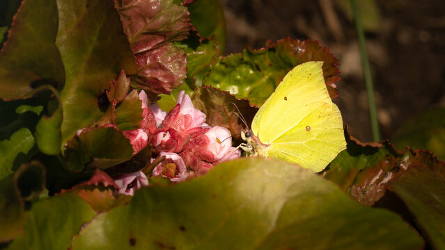 Zitronenfalter der an einer rosa farbenen Bl&uuml;te Nektar sammelt
