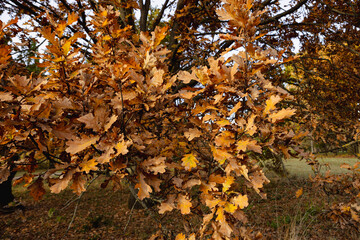 Autumn trees with brown leaves nature october landscape