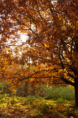 Autumn oak tree with dry brown leaves  and sun nature landscape