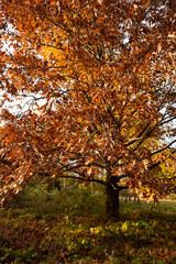 Naklejka premium Autumn oak dry brown leaves on branch nature