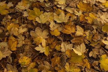 Nature season background with yellow autumn leaves